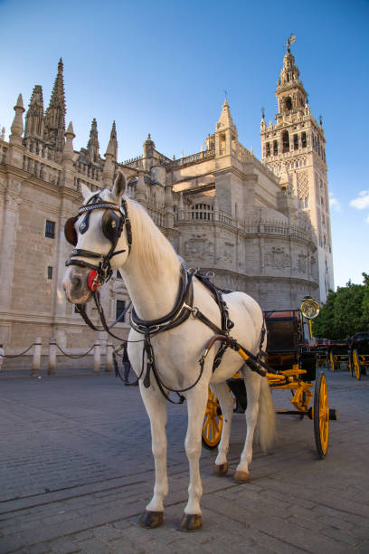 istock Pony and trap outside Seville cathedral. 2203187277