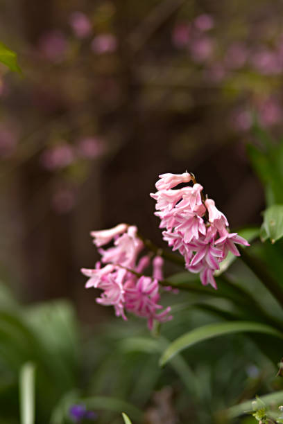 Wonderful nature background. Flowerbed with hyacinths