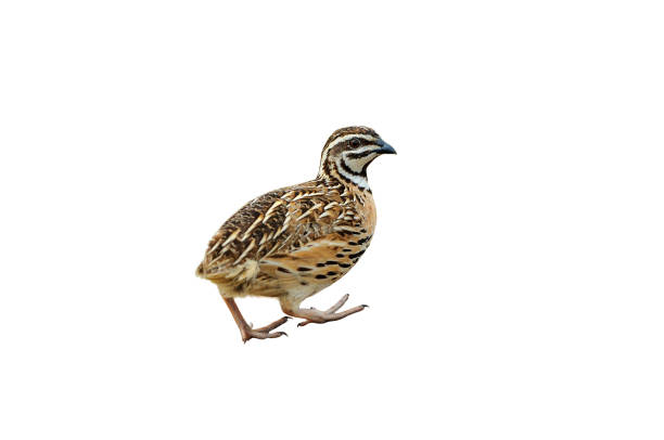 Male Rain Quail isolated on white background