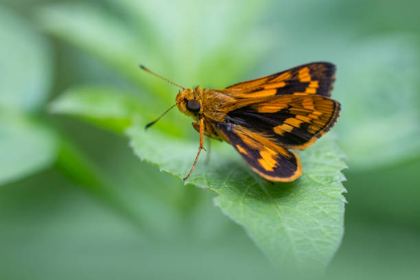 istock A small black and orange butterfly is perched on a green leaf 2203188318