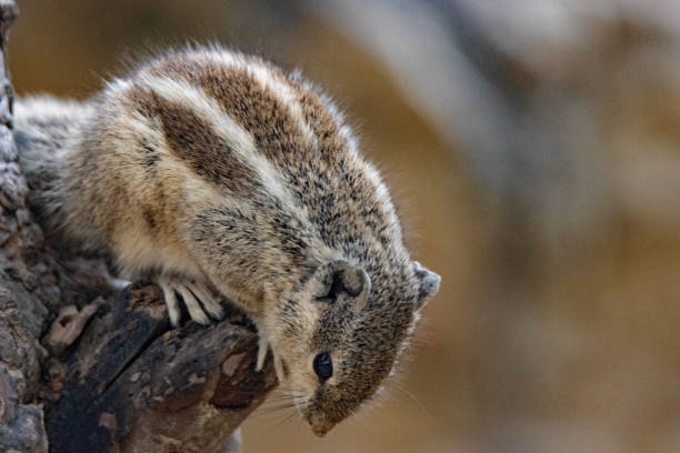 a single Indian three-striped palm squirrel (Funambulus palmarum) searching for food in a tree