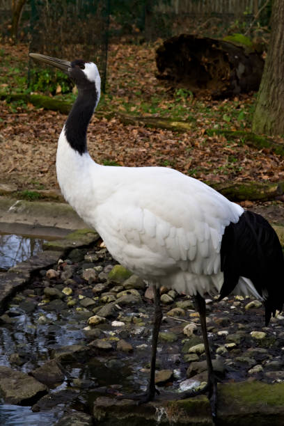 istock Standing Crane by a Rocky Stream 2203188754