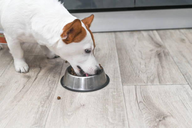 istock Jack Russell eats dog food from bowl. 2203191311
