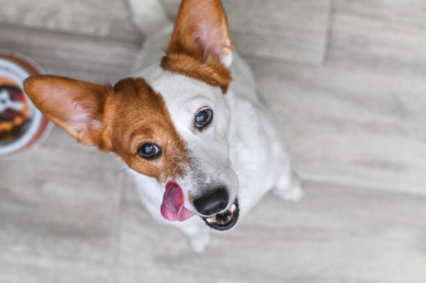 istock A Jack Russell Terrier dog licks his lips while waiting for a dog meal. 2203191316