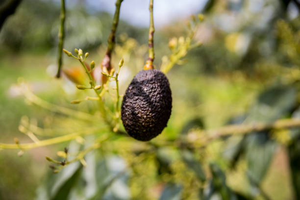 Smart avocado farming techniques hydroponic salad vegetables green ensuring fresh sustainable produce blur agriculture promotes healthy eating support farmer living local community non gmo hand pick