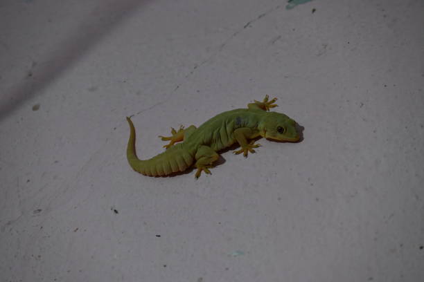 Pacific house gecko on the wall in night. Its other names Asian house gecko, wall gecko, house lizard, tiktiki, chipkali, moon lizard and common house gecko.