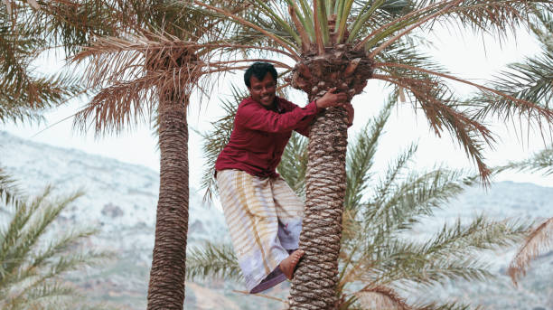 Socotra, Yemen - January 19, 2025: A young man skillfully climbs a palm tree to gather dates, showcasing traditional practices on Socotra Island during daytime.