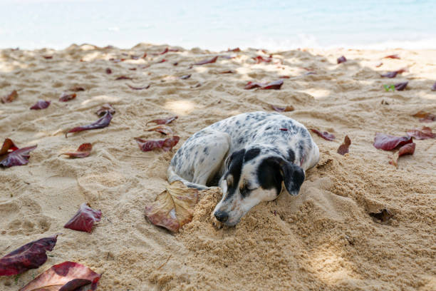 A spotted dog takes a peaceful nap on cool sand under shady palm trees on a tropical island. Fallen leaves and a blurred sea create a serene backdrop.