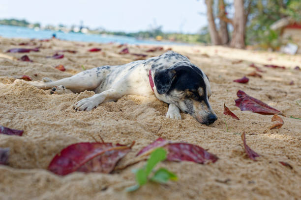 A medium-sized, light-colored dog with dark spots naps peacefully on cool sand under palm trees. Fallen leaves surround it, with a blurred sea in the background.