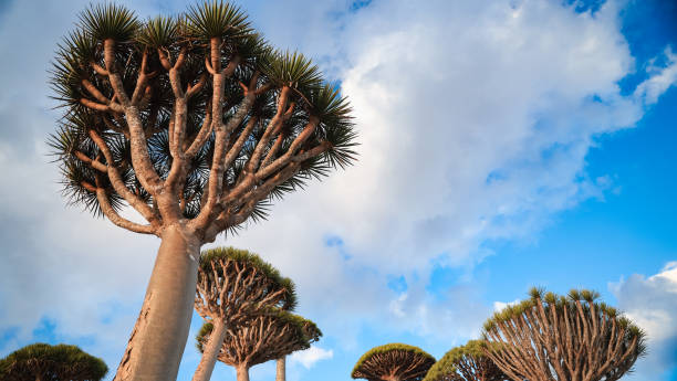 istock Unique Socotra landscape with dragon trees and vivid blue sky 2203193610