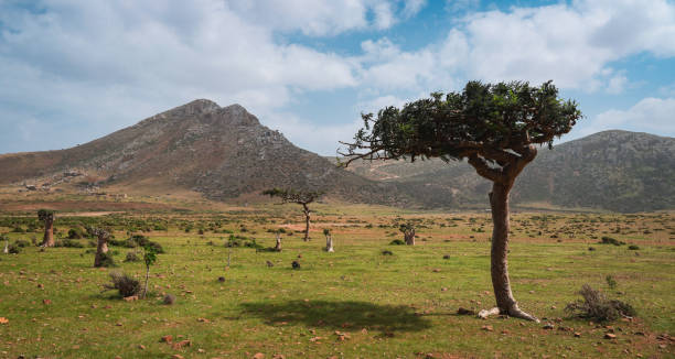 istock Socotras unique landscape boasts distinct trees and mountains beneath a cloudy sky 2203193704