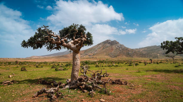 istock Discover Socotras unique landscape, featuring dragon blood trees and distant mountains 2203193714