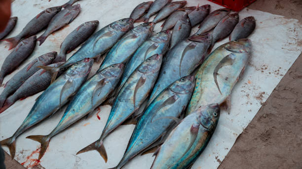 istock Fishing catch displayed on a sandy surface in Socotra during midday sunshine 2203194247