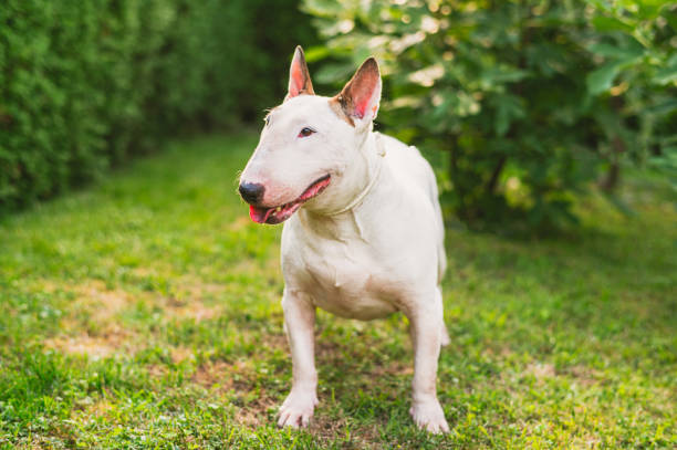 bull terrier on grass in the sunshine in the park