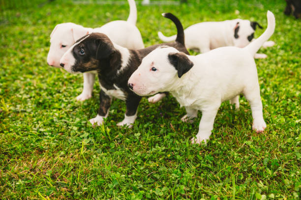 istock Beautiful Bull terrier puppies 2203195065