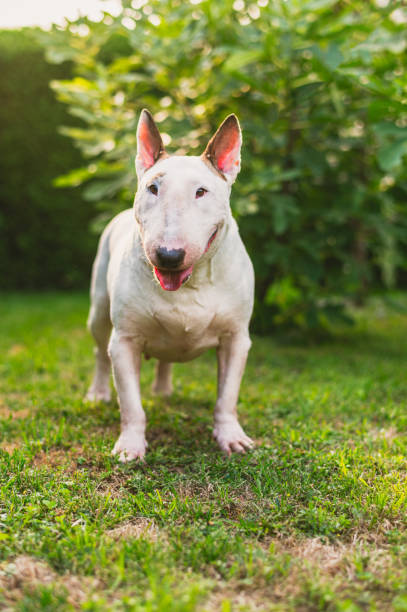 istock bull terrier on grass in the sunshine 2203195096