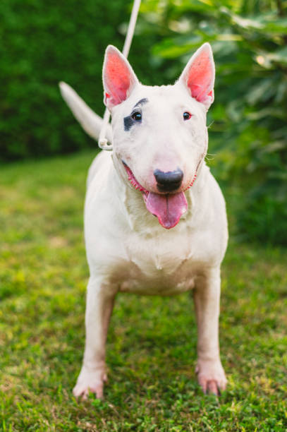 istock Portrait of a Bull Terrier on a leash 2203195101