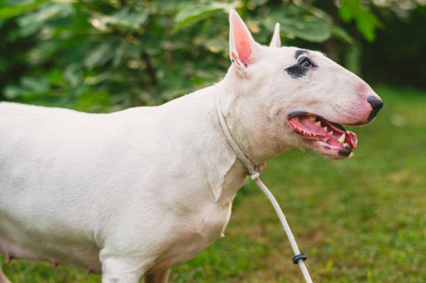 istock Side view of a Bull Terrier on a leash 2203195120