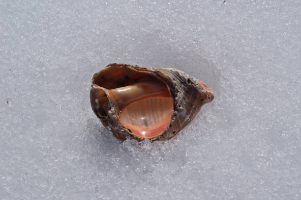 Sea shell on the white snow background. Close-up view. Seashell on the snow on sunny day