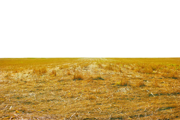 istock Wheat dry straw  background, beveled wheat or corn, cereal crops, isolated, white background 2203195520