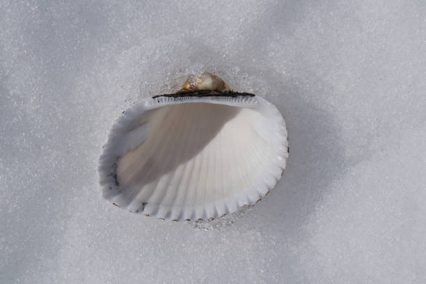 Seashell on a wooden background. Shallow depth of field.