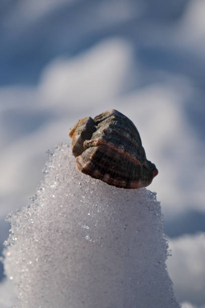 Sea shell on the white snow background. Close-up view. Seashell on the snow on sunny day