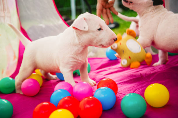 Bull terrier puppy playful with rope