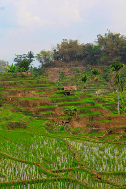 istock view of green terraced rice fields 2203198111
