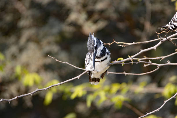 a single Pied Kingfisher (Ceryle rudis) sitting on bare branch of a tree