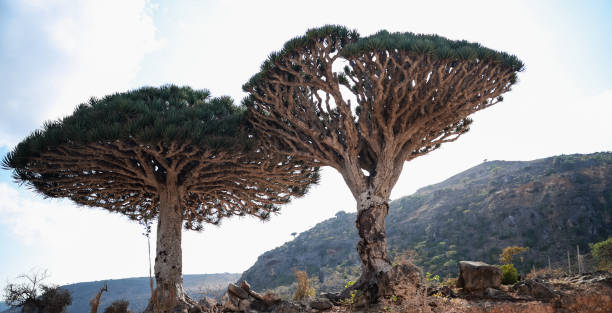 istock Unique dragon trees flourish in Socotra under a bright sky against rugged landscape 2203198211