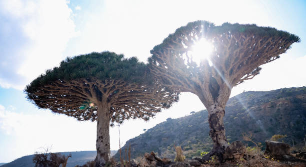istock Dragon trees in Socotra display unique shapes under bright sunlight 2203198219