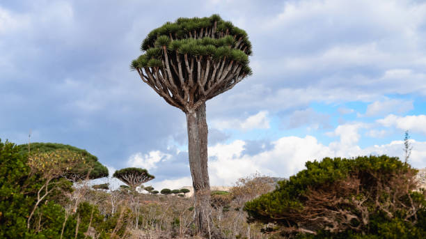 istock Dragon tree stands majestically against a dramatic sky in Socotra 2203198259