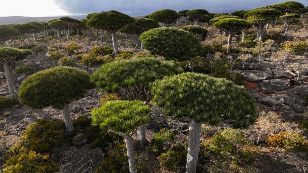 istock Unique dragon tree landscape in Socotra during a cloudy day showcasing remarkable biodiversity 2203198510