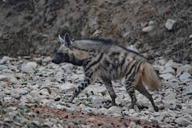 istock a single Striped Hyena (Hyaena hyaena) walking in a dry river bed 2203198638