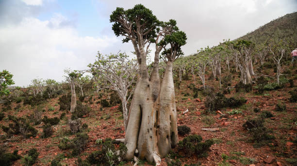 istock Unique dragon blood trees thrive on Socotras rugged landscape and diverse ecosystem 2203199054