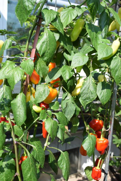 istock colorful paprika on the plants 2203199429