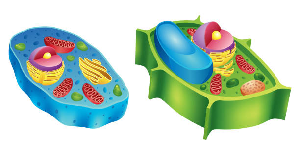 istock A detailed comparison of diagrams illustrating the differences between animal and plant cells 2203200871