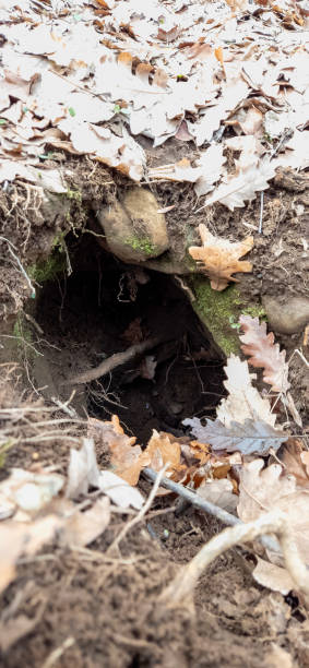 istock Small Animal Burrow Hidden in the Forest Floor 2203202792