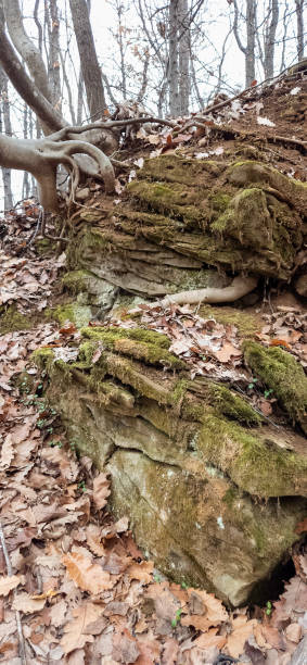 istock Ancient Rock Formation with Moss and Twisted Roots in the Forest 2203203000