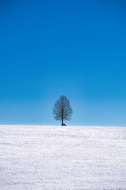 istock Solitary lime tree on a snowy hill 2203203933