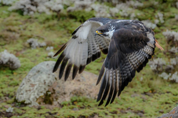 Augur buzzard (Buteo augur) in Floght. Bale Mountains National Park. Ethiopia.