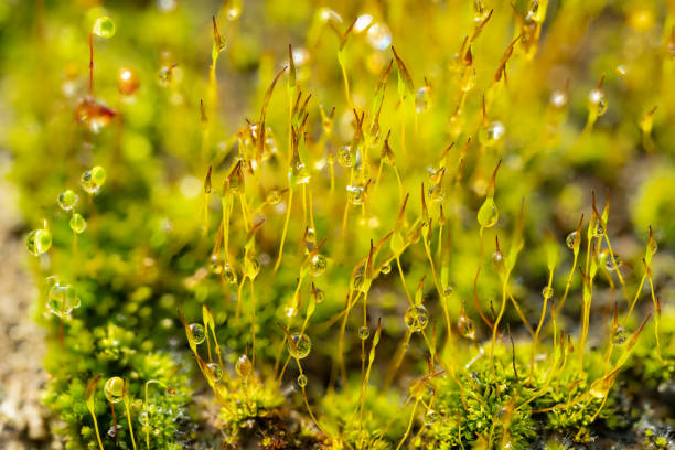 close up of moss with capsule and water droplets