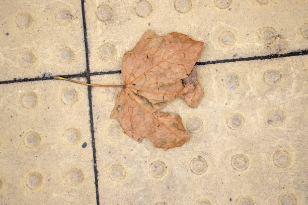 Single Bright Orange Autumn Leaf on Dark Gray Gravel Pavement
