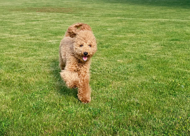 Brown toy-poodle on the grass.