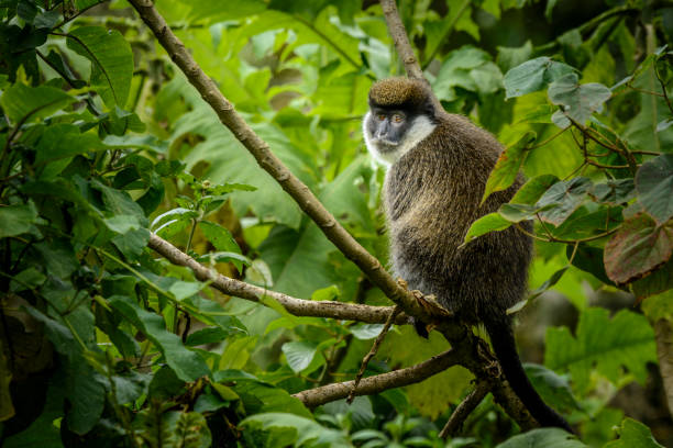 Bale Mountains vervet (Chlorocebus djamdjamensis) or Bale Monkey. Bale Mountains National Park. Ethiopia.