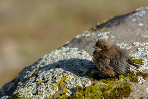 istock Alpine chat or moorland chat (Cercomela sordida). Bale Mountains National Park. Ethiopia. 2203207595
