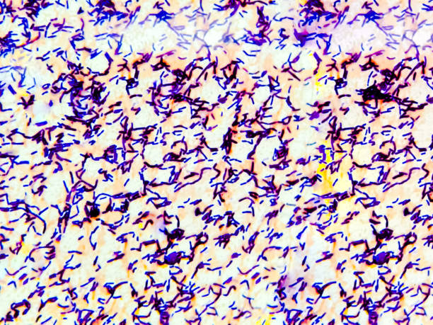 istock Microscopic image shows gram stain of bacteria  Lactobacillus spp. Gram positive probiotic 2203208805