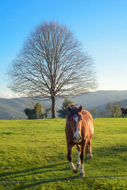 Brown horse by big leafless oak tree