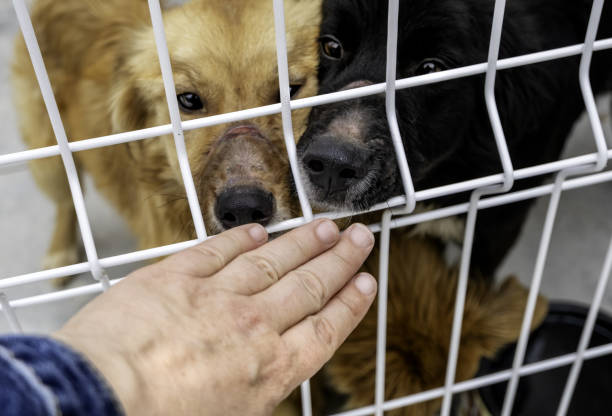istock Dog in a kennel 2203210067