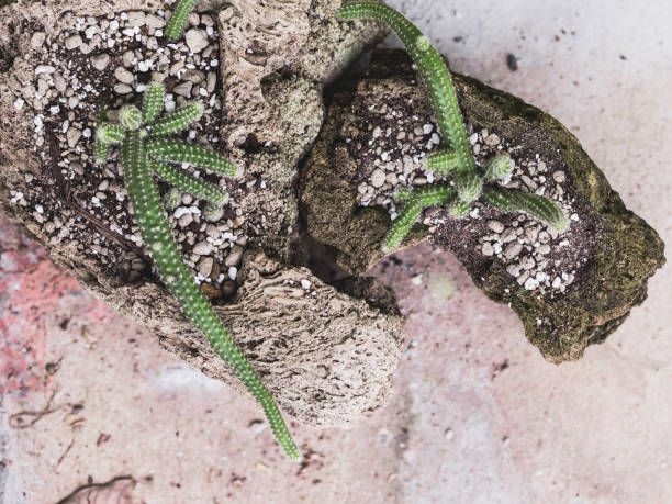 A detailed view of cactus plants growing on rocky surfaces, showcasing their unique shapes and soil texture, capturing the essence of nature and tranquility.